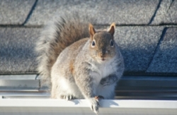 Squirrel on roof next door 018 copy.jpg?
